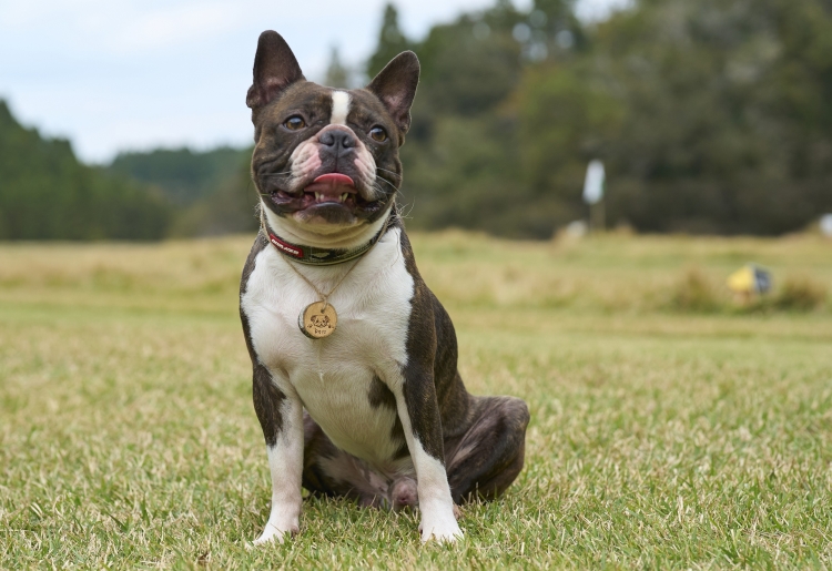 愛犬へのプレゼントに「天然木のドッグタグづくり」