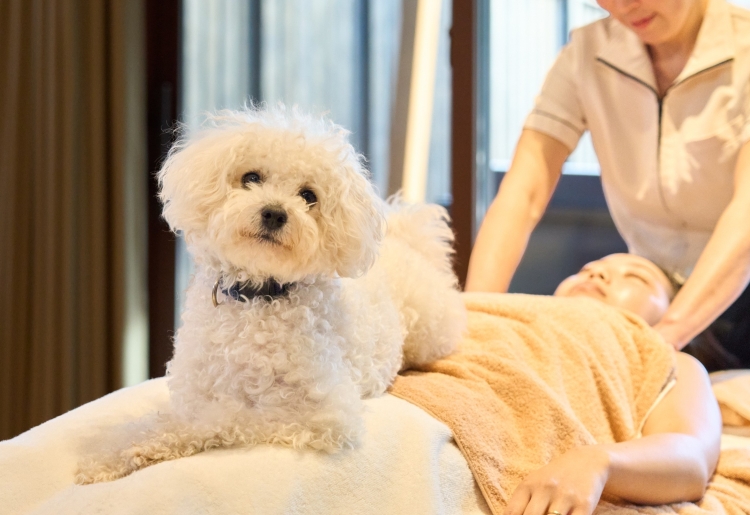 愛犬とともに寛ぐ「スパ」