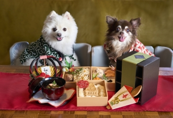 愛犬も喜ぶお正月に「愛犬用おせち」予約受付開始